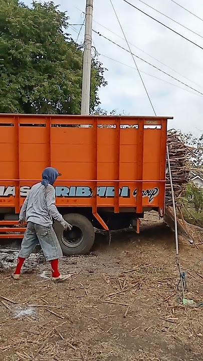 sedang ngumbal tebu #shoost