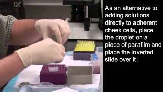 Preparation of wet mount of Human Cheek Cells stained with fluorescent dyes