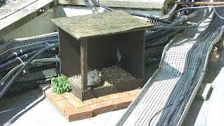 Peregrine falcons webcam 2024