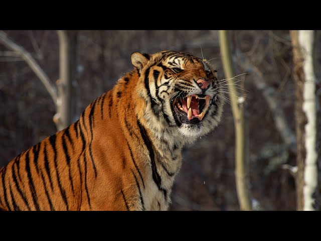 Footage of wild Siberian tiger captured in northeast China