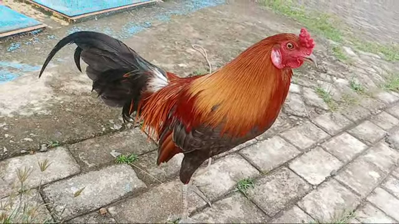 Abu Ayam Filiphinadan Intan Ayam Hutan Sore Youtube