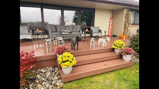 Happy Friday | Life With Schnauzers