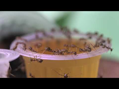 HIDDEN VIDEO: The Emerald Empire Nest Building - HIDDEN VIDEO: The Emerald Empire Nest Building