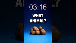 Animal Speedrun To Celebrate 1,000,000 Followers On Tiktok