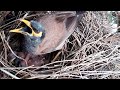 myna birds Take good care of the baby in the nest. EP23 [ Review Bird Nest ]