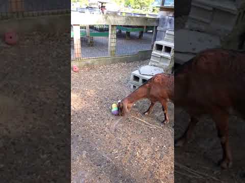 [Nibbles, the Nubian goat, with her Bob-a-Lot enrichment treat toy]