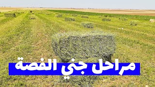 مراحل جني الفصة . شحال ديال البال في هكتار واحد