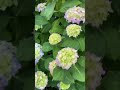 Гортензії почали цвітіння. #hydrangeas #hydrangea #гортензія