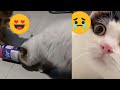 Cute cats new funniest animalss cute cat  cats vn