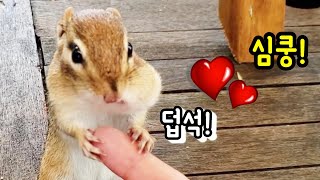 가장 사랑스러웠던 순간을 보여준 다람쥐 쳐키 Most Adorable Moment With Chipmunk Chucky