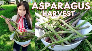 How to harvest Asparagus