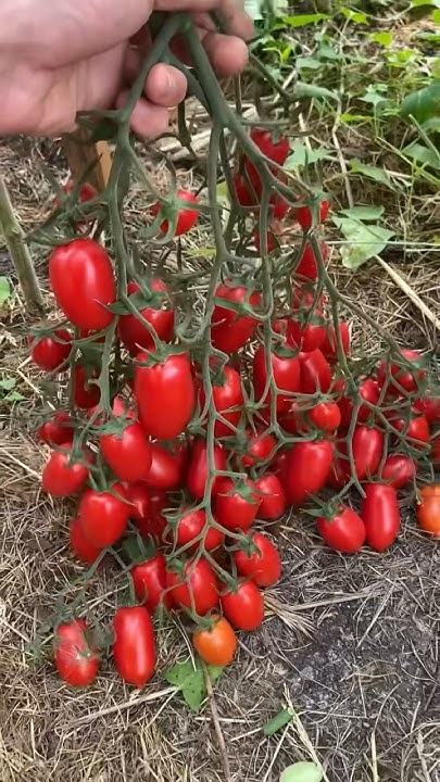 ПЕРВАЯ И ВАЖНАЯ ПОДКОРМКА ДЛЯ ТОМАТОВ 🍅 - YouTube