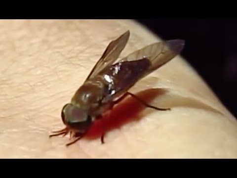 Horse-fly bites and wounds me: an experiment and explanation