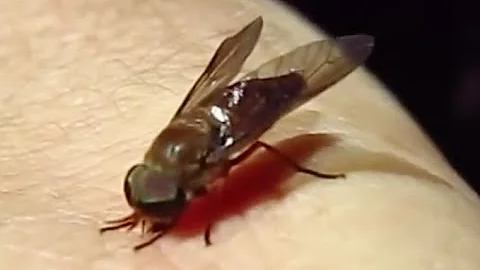 🪰 Horse-fly bites and wounds me: an experiment and explanation - DayDayNews
