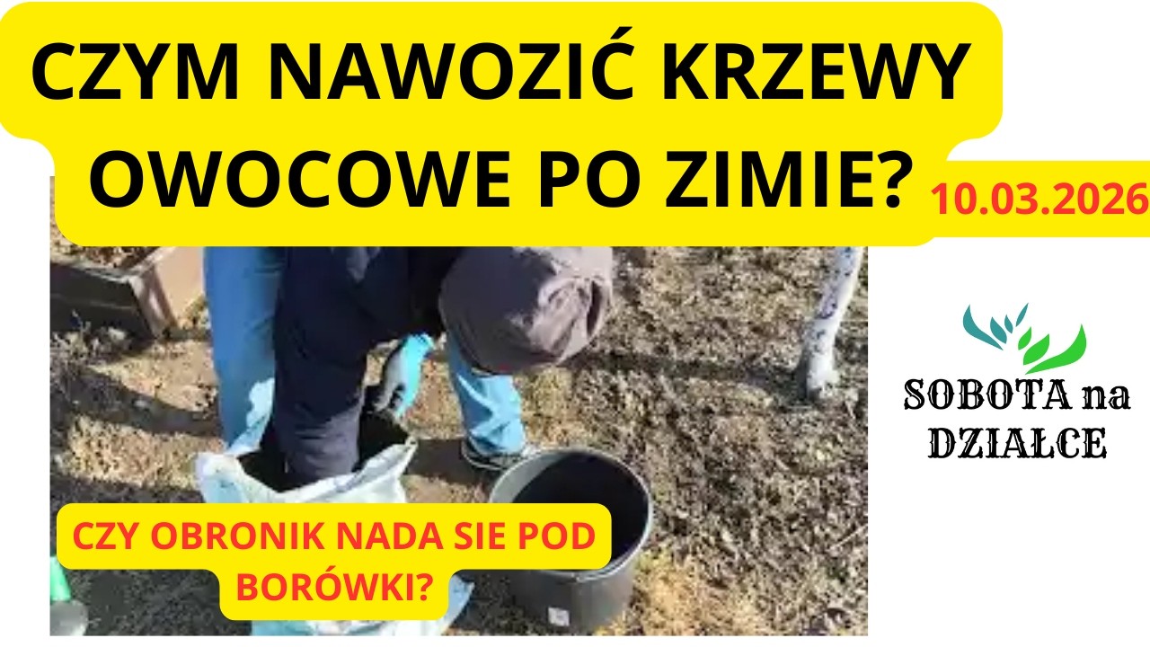 Czym NAWOZIĆ KRZEWY OWOCOWE po ZIMIE? 10.03.2026.