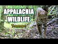 Appalachia Wildlife Video 23-22 from Trail Cameras in the Foothills of the Great Smoky Mountains