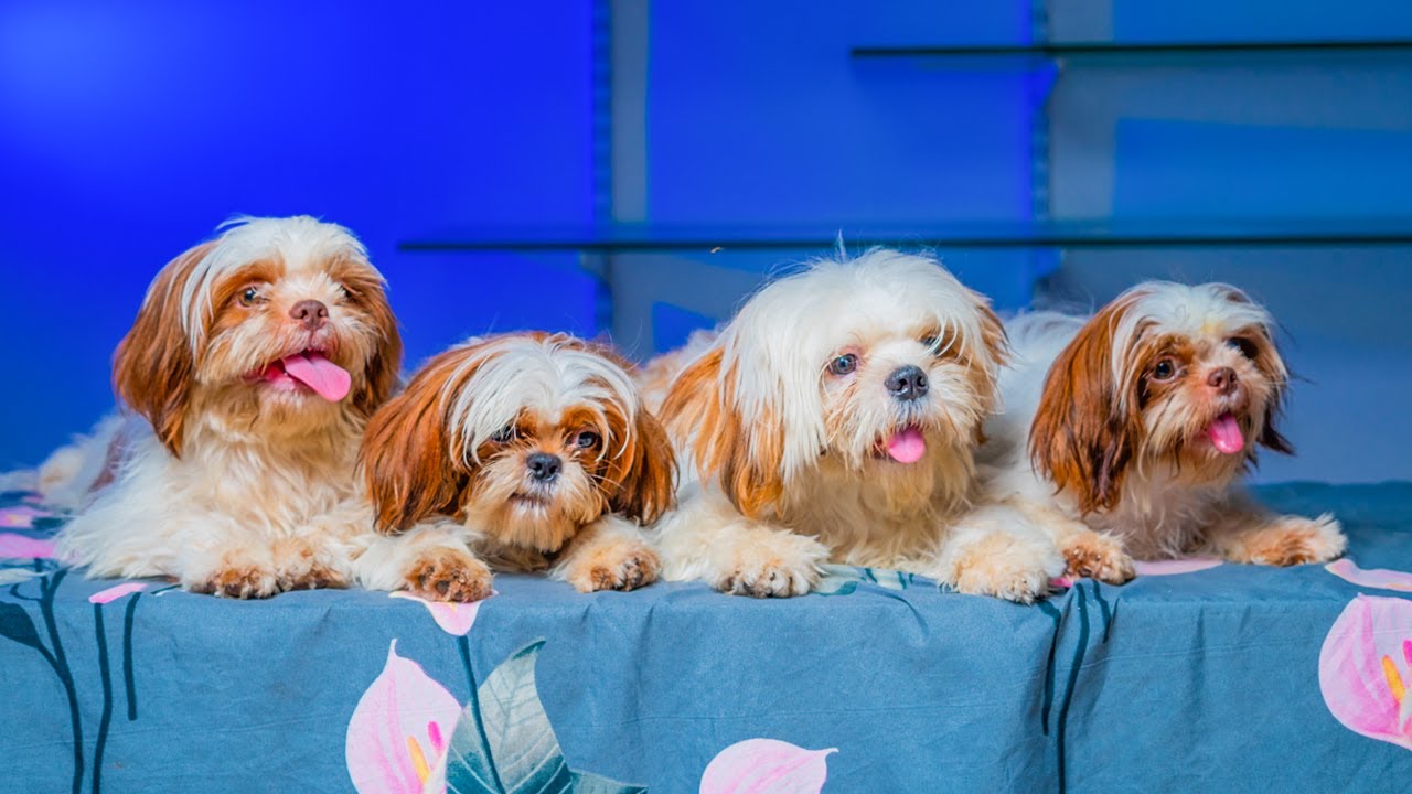 Shih Tzu Dog Care in 2023: Expert Tips and Trends 