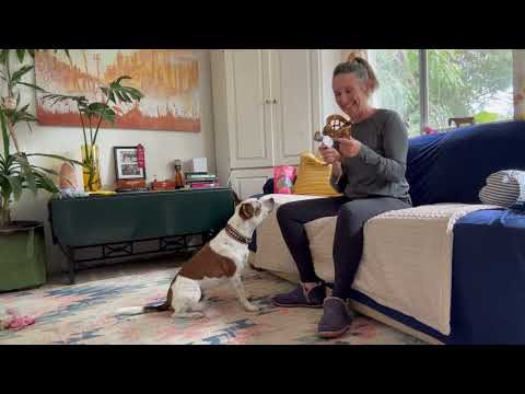 Muzzle training - step 1;  intro & first steps - NO AUDIO
