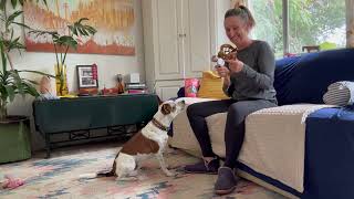 Muzzle training - step 1;  intro & first steps - NO AUDIO