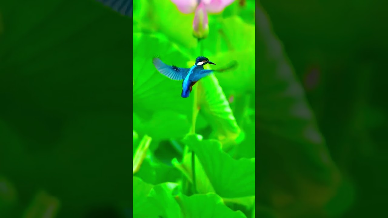 No Gimbal Can Replace Birds Stability 😱 