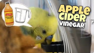 The Secret to Healthy Birds: Apple Cider Vinegar