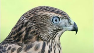 Falconry: Keeping accipiters indoors        #falconry