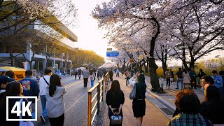 🌸Cherry Blossoms🌸 Festival Nightwalk in Yeouido Hangang Park, Seoul [4K HDR]