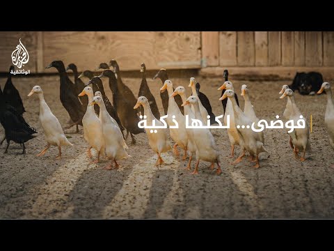 قوة الجموع.. قوى خفية تحكم الفوضى
