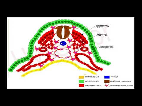 Краткая общая характеристика мышечных тканей. Гистологическое строение мышечных тканей.