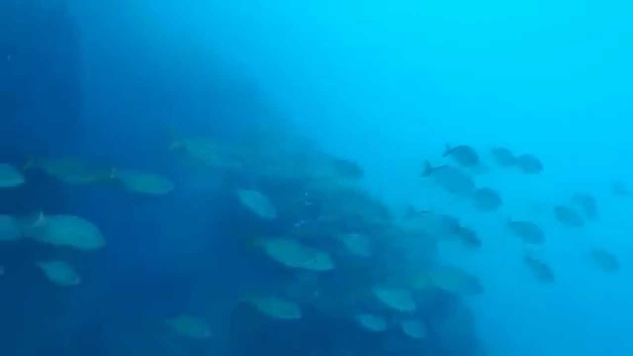 Banc de salpas a l'Escala