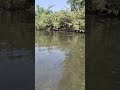 "A Hidden Jungle in the Heart of Pune? 🌿 Mula River #nature @maheshswami1998