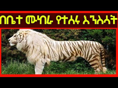 ቪዲዮ: አስፈሪ ሸለቆን ማን ፈጠረ?