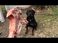 Rottweiler eats 3 pound steak in 90 seconds