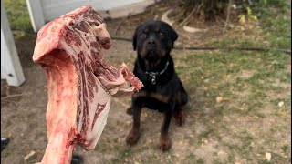 Rottweiler Eats 3 Pound Steak In 90 Seconds by The Rotty Ranch 251,483 views 6 months ago 1 minute, 31 seconds