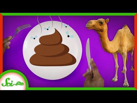 Video: Camel dung: photo and description