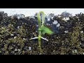 Seed Germination And Rooting Timelapse-soil Cross Section #Hallucinateme! #seedgerminationtimelapse