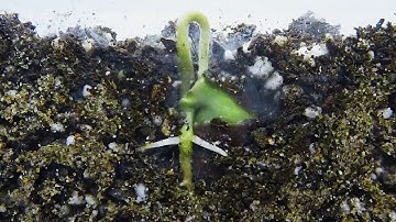 Seed Germination and rooting timelapse-soil cross section #Hallucinateme! #seedgerminationtimelapse