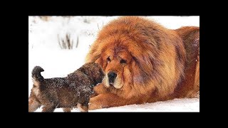 World’s Most Expensive Dog Breeds That Only The Rich Can Afford
World’s most expensive dogs that only the rich can afford
Click Here To Subscribe! http://bit.ly/EliteFacts
Follow us on googleplus: https://plus.google.com/+Elitefacts/posts
Like us on Facebook: https://www.facebook.com/EliteFacts
Follow us on Twitter: https://twitter.com/Elite_Facts
Music: Funk Band Rhythms Full Mix
https://www.audioblocks.com
Thanks for watching!
Elite Facts World’s Most Expensive Dog Breeds That Only The Rich Can Afford
