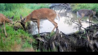 2023 Trail Cam Videos Vol 2 (June to August)