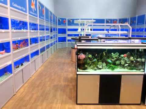 Pet Shops - Pet City - YouTube