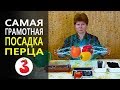 КАКОЙ ГРУНТ ИСПОЛЬЗОВАТЬ ПРИ ПОСЕВЕ БОЛГАРСКОГО ПЕРЦА сроки высадки сладкого перца