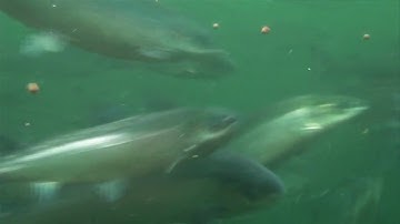 What is zonal management?