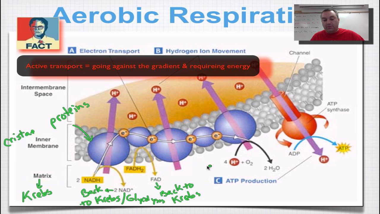 electron transport chain Electron transport chain: the movie to read a text version of the narrative used in this movie, click here the above animation is an embedded windows media movie of the electron transport chain in action. electron transport chain Electron transport chain: the movie to read a text version of the narrative used in this movie, click here the above animation is an embedded windows media movie of the electron transport chain in action.