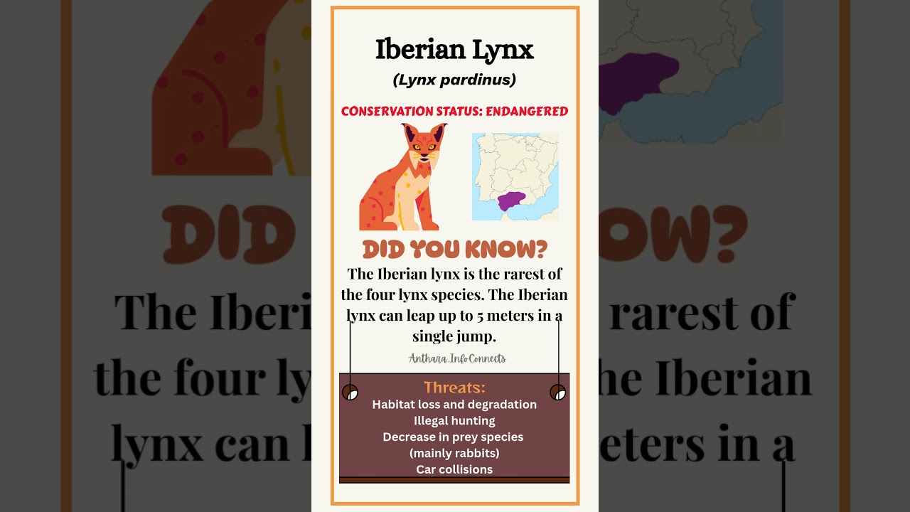 Iberian Lynx: A Rare Wild Cat of Europe