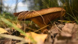 Знакомство С Грибами Коровник Свинушка Тонкая