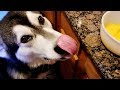 How To Make French Toast With Tonka The Malamute