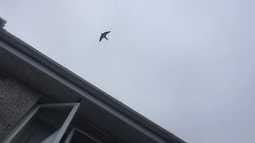 Swallows flying in slow motion