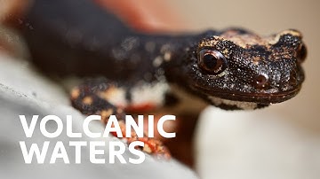 Creatures Of The Volcano