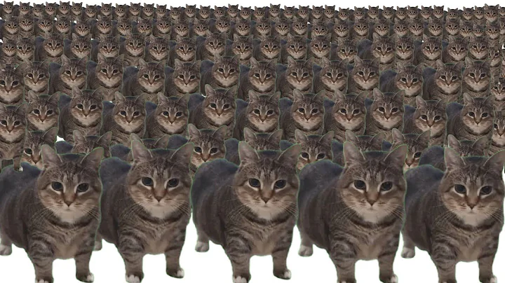 oiiaoiia cat x10000000