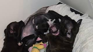 190Ème Vidéo Les 4 Chiots De La 61Ème Portée De Staffordland